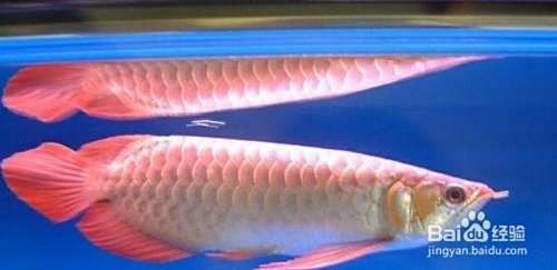紅龍中魚(yú)組海選有哪些亮點(diǎn)？ 紅龍中魚(yú)組海選有哪些亮點(diǎn)？ 2025長(zhǎng)城杯龍魚(yú)大賽 第3張