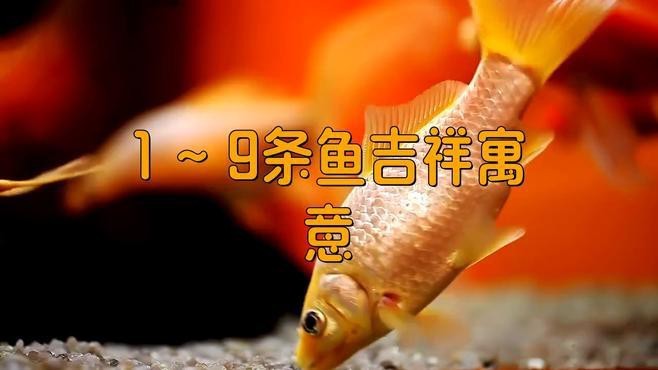 金龍魚1條和3條哪個更吉利？