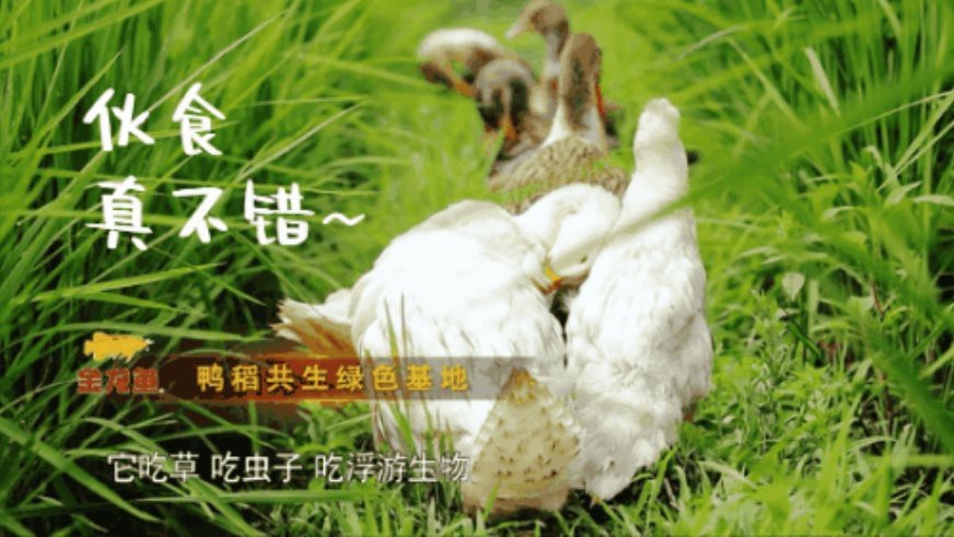 金龍魚(yú)生產(chǎn)基地有哪些節(jié)能減排項(xiàng)目？