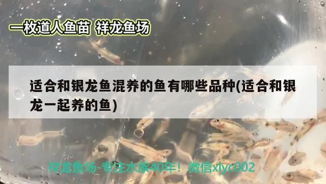 適合和銀龍魚混養的魚有哪些品種(適合和銀龍一起養的魚)