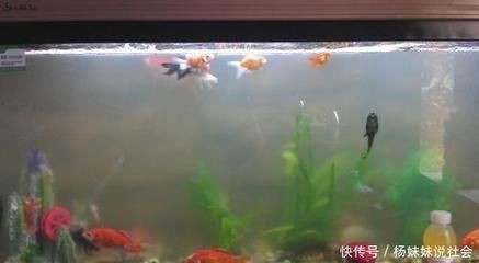 兩個(gè)魚缸如何擺放：兩個(gè)魚缸的擺放需要考慮多個(gè)因素，包括風(fēng)水學(xué)和其他實(shí)用性的建議
