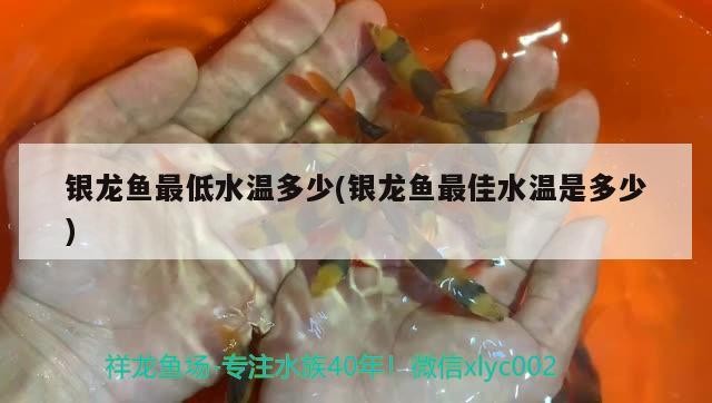 銀龍魚最低水溫多少(銀龍魚最佳水溫是多少)