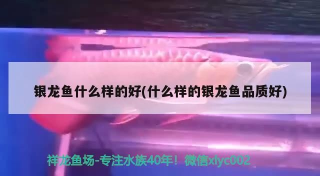 銀龍魚什么樣的好(什么樣的銀龍魚品質好)