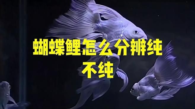 蝴蝶鯉怎么看真假