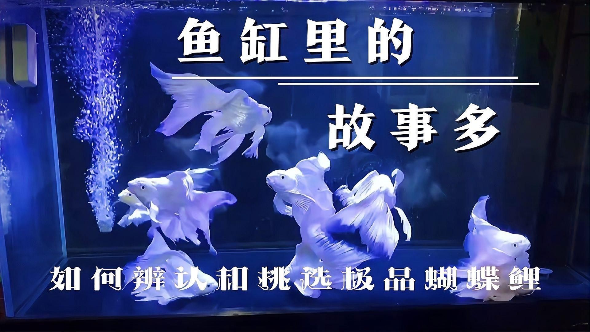 蝴蝶鯉怎么看真假