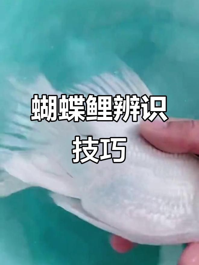 蝴蝶鯉怎么看真假