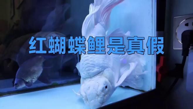 蝴蝶鯉怎么看真假