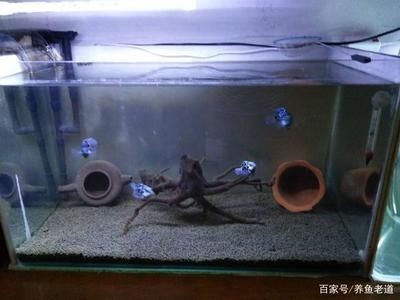 地圖魚飼養方法：地圖魚養地圖魚需要多大魚缸飼養地圖魚的飼養建議