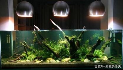 地圖魚飼養方法：地圖魚養地圖魚需要多大魚缸飼養地圖魚的飼養建議