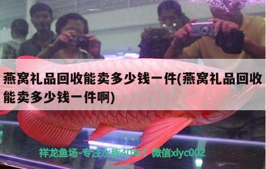 銀龍魚的飼養(yǎng)方法,銀龍魚吃什么 銀龍魚百科 第3張 銀龍魚的飼養(yǎng)方法,銀龍魚吃什么 銀龍魚的飼養(yǎng)方法,銀龍魚吃什么 銀龍魚百科 第3張