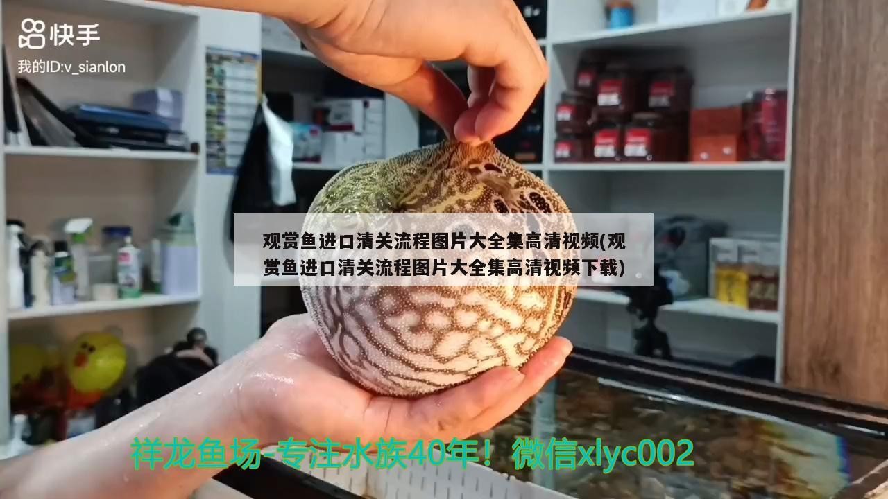 銀龍魚的飼養(yǎng)方法,銀龍魚吃什么 銀龍魚百科 第1張 銀龍魚的飼養(yǎng)方法,銀龍魚吃什么 銀龍魚的飼養(yǎng)方法,銀龍魚吃什么 銀龍魚百科 第1張