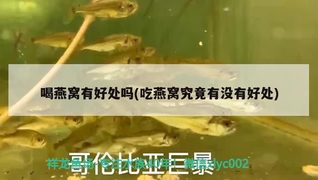 銀龍魚的飼養(yǎng)方法,銀龍魚吃什么 銀龍魚百科 第2張 銀龍魚的飼養(yǎng)方法,銀龍魚吃什么 銀龍魚的飼養(yǎng)方法,銀龍魚吃什么 銀龍魚百科 第2張