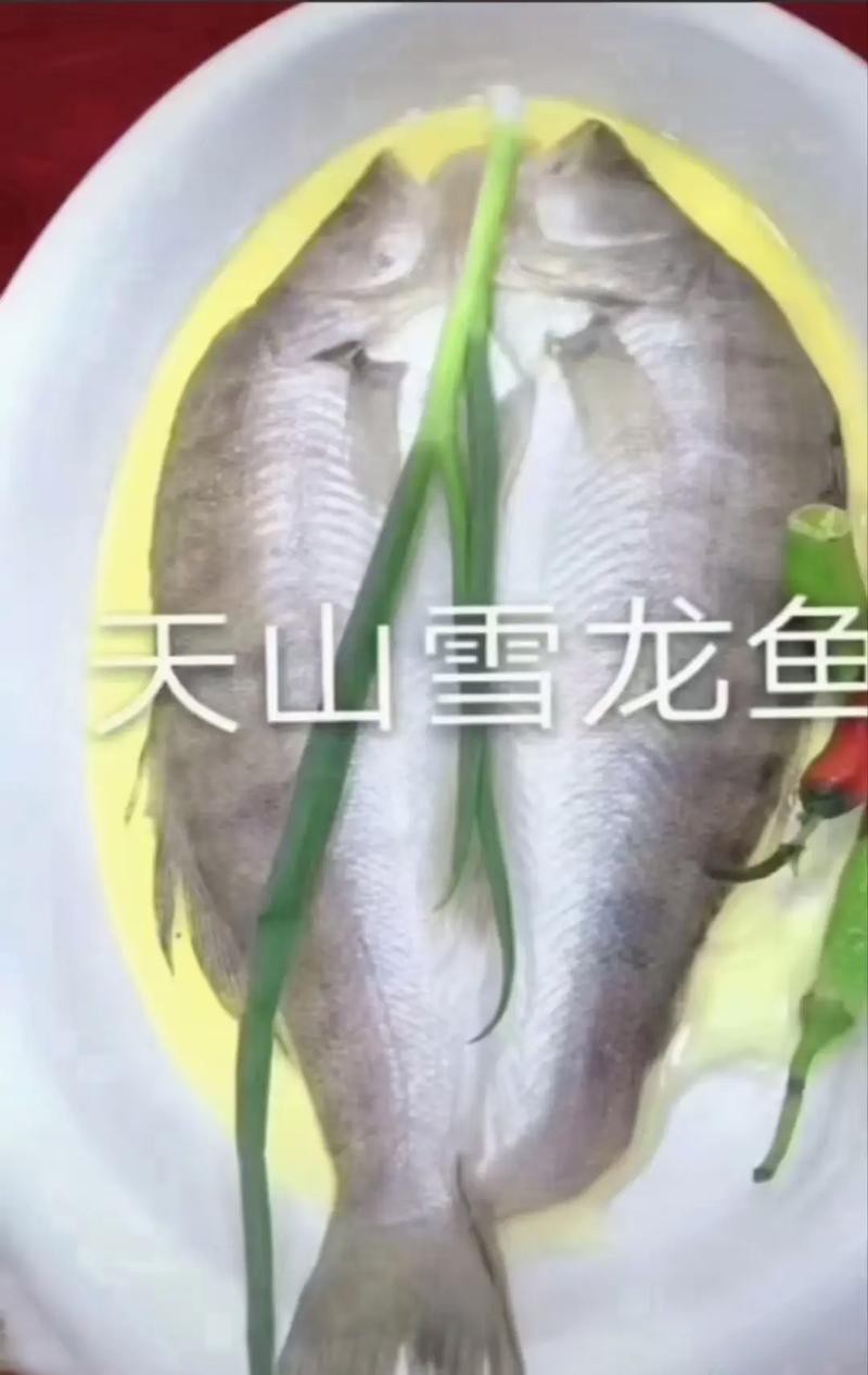 天山龍魚圖片欣賞大全高清