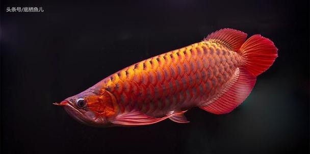 天山龍魚圖片欣賞大全高清