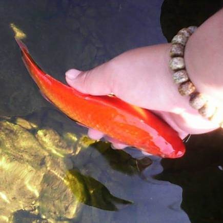 放生過(guò)魚(yú)的人不能再吃魚(yú)嗎