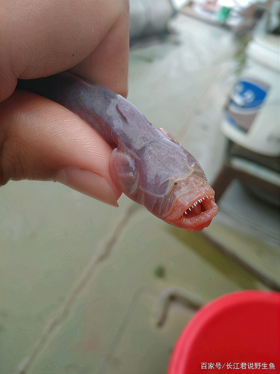 紅狼牙鰕虎魚可以吃嗎？