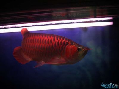大紅龍是什么：《圣經·啟示錄》大紅龍代表著魔鬼撒旦