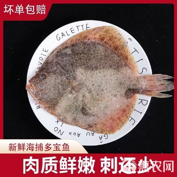 多寶魚多少錢一斤