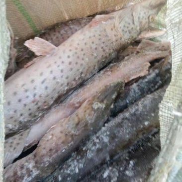 狗魚一般多少錢一斤 狗魚一般多少錢一斤 龍魚論壇 第2張
