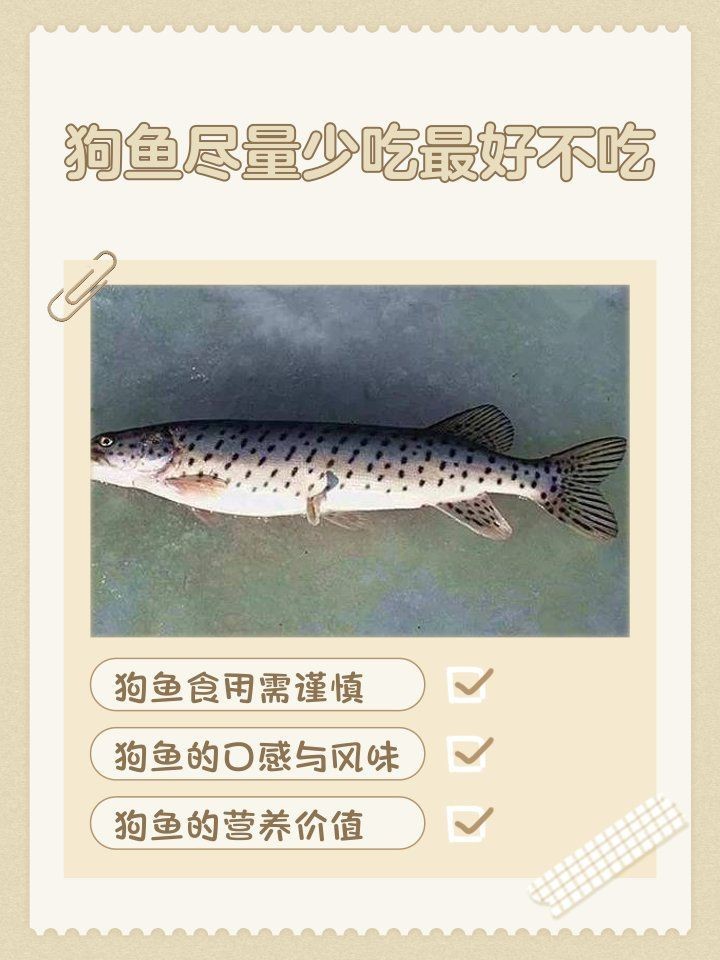 狗魚一般多少錢一斤 狗魚一般多少錢一斤 龍魚論壇 第3張