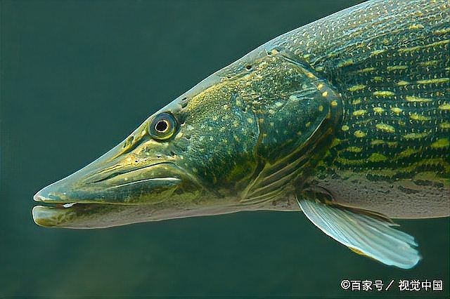 狗魚一般多少錢一斤 狗魚一般多少錢一斤 龍魚論壇 第7張