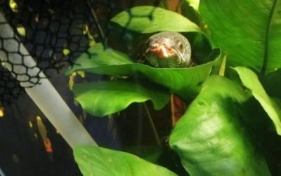 如何預防雷龍魚常見病：雷龍魚常見疾病的預防措施