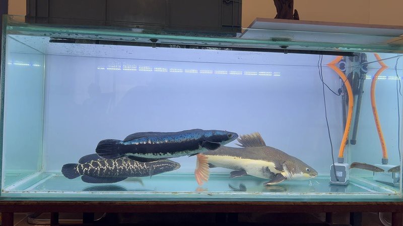 鉛筆魚和雷龍哪個兇