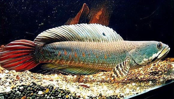 鉛筆魚和雷龍哪個兇