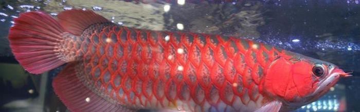 鉛筆魚和雷龍哪個兇