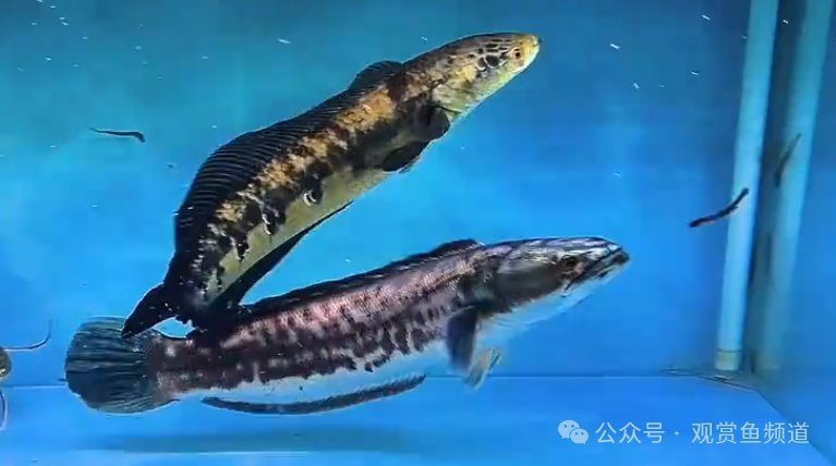 鉛筆魚和雷龍哪個兇