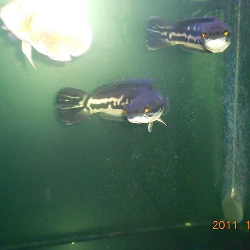 鉛筆魚和雷龍哪個兇