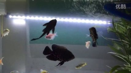 龍魚配地圖：龍魚與地圖魚的關(guān)系