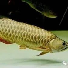龍魚掉鱗一般要多久能恢復正常:龍魚掉鱗的恢復時間 龍魚百科 第2張 龍魚掉鱗一般要多久能恢復正常:龍魚掉鱗的恢復時間 龍魚掉鱗一般要多久能恢復正常:龍魚掉鱗的恢復時間 龍魚百科 第2張