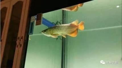 龍魚可以多少天不進(jìn)食：成年龍魚可以多少天不進(jìn)食