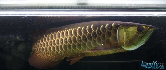 紅尾寶石金龍魚（關于紅尾寶石金龍魚的一些詳細特征和飼養方法）