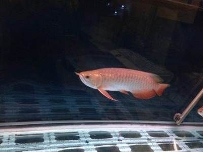 紅尾寶石金龍魚（關于紅尾寶石金龍魚的一些詳細特征和飼養方法）