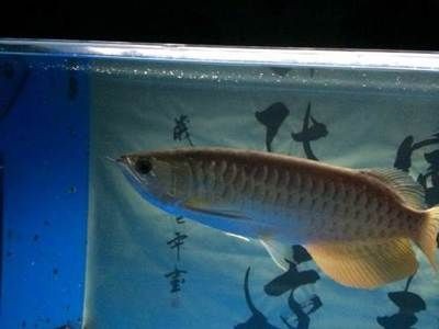 紅尾寶石金龍魚（關于紅尾寶石金龍魚的一些詳細特征和飼養方法）