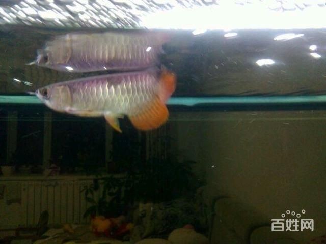 紅尾寶石金龍魚（關于紅尾寶石金龍魚的一些詳細特征和飼養方法）
