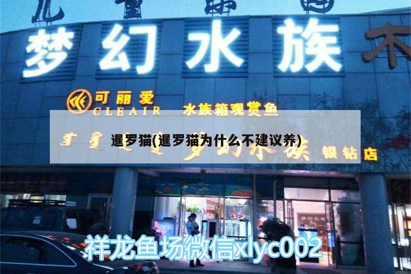 暹羅貓(暹羅貓為什么不建議養(yǎng)) 暹羅貓(暹羅貓為什么不建議養(yǎng)) 銀龍魚百科