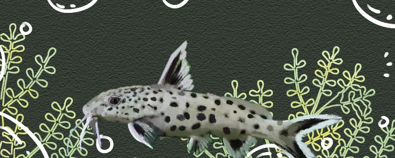 反游貓魚好養(yǎng)嗎怎么養(yǎng)