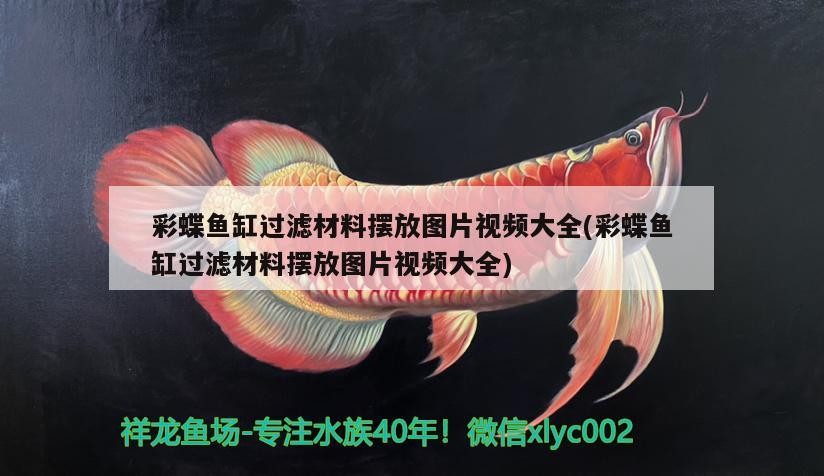 銀龍魚和白化龍魚的區(qū)別（白色的銀龍魚）