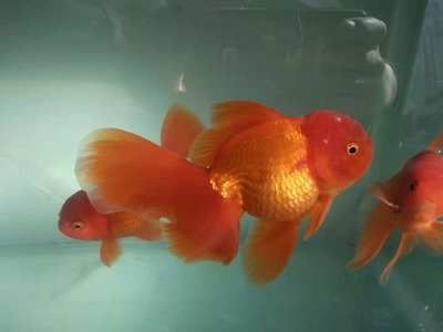 龍魚的壽命：關于龍魚壽命的一些詳細信息 龍魚的壽命：關于龍魚壽命的一些詳細信息 龍魚百科 第4張