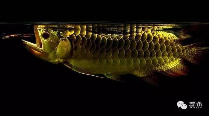 龍魚疾病的預(yù)防和治療視頻教程：龍魚常見疾病的預(yù)防和治療方法以及預(yù)防措施和治療方法
