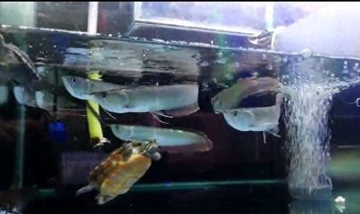 龍魚在魚缸底部不動為什么死了：龍魚在魚缸底部不動可能由多種原因引起龍魚趴缸自救