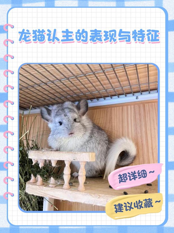 龍貓養(yǎng)多久才會(huì)和人親近