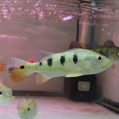 銀龍魚 巴西亞（銀龍魚和巴西亞是否適合混養(yǎng)，）
