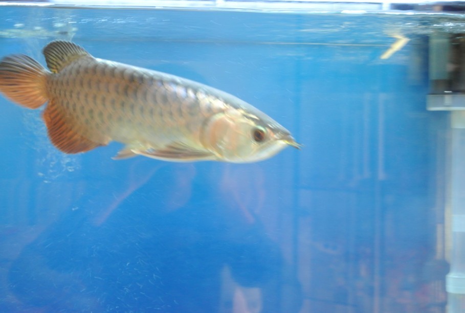 50公分銀龍魚價格(50厘米銀龍魚多少錢) 50公分銀龍魚價格(50厘米銀龍魚多少錢) 銀龍魚百科