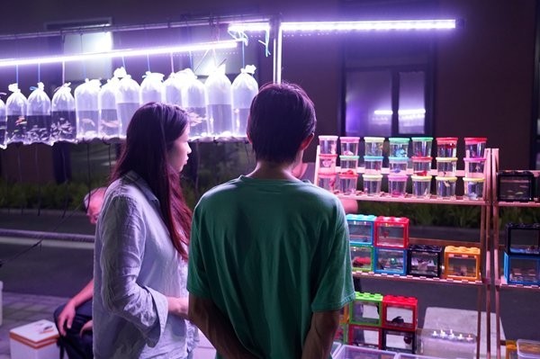 如何吸引更多觀眾觀看我的觀賞魚直播？