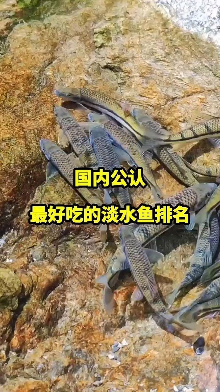 魚排行榜前十名