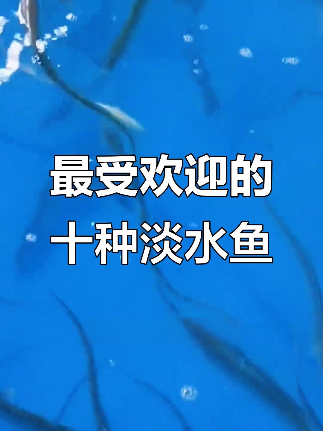 魚排行榜前十名